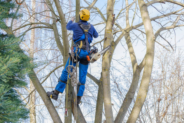 Mulching Services in Columbus Af, MS